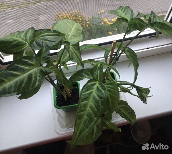 Сингониум Кристмас, Неон Пинк, Ушколистный. Кротон