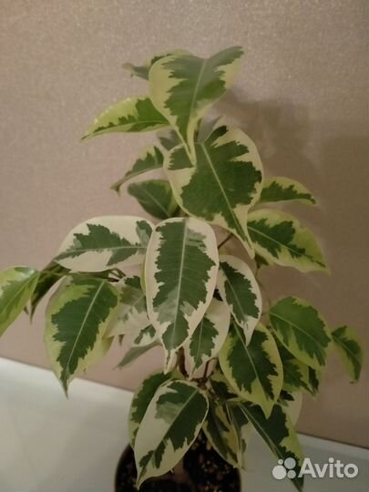 Фикус Бенджамина Голден Кинг