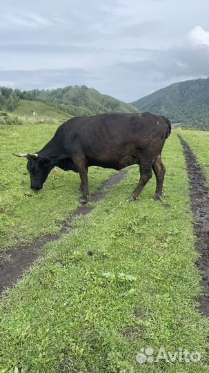 Джерсейская /абердин ангусская корова и телочка