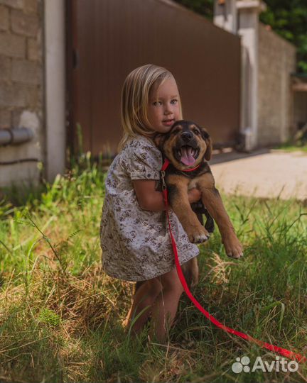 Собака в добрые руки отдам бесплатно