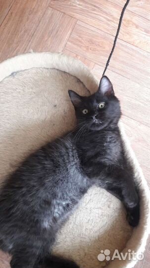 Котенок мальчик в добрые руки