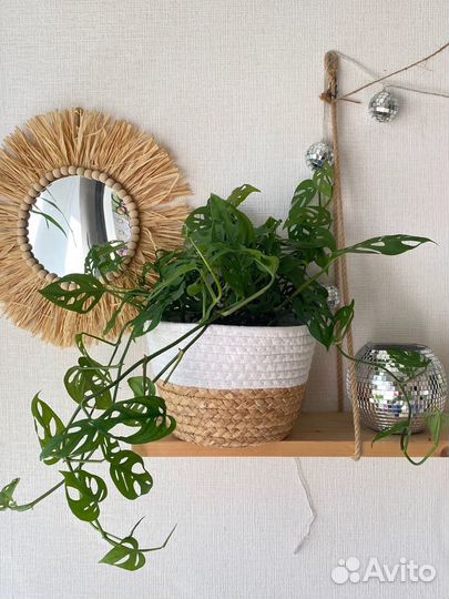 Монстера Манки Маск