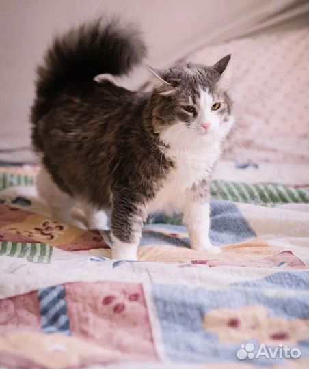 Кошка в дар