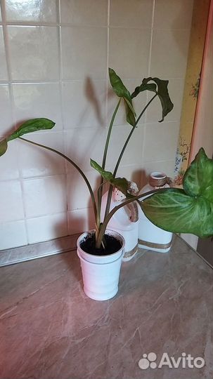 Ароидные (филодендрон,сциндапсус)