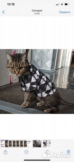 Одежда для собак и кошек м