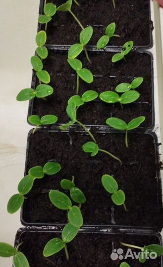 Рассада огурцов