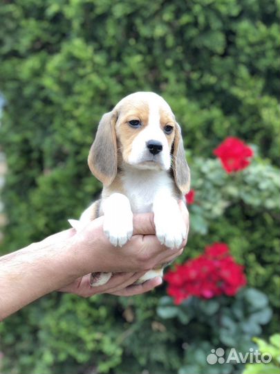 Щенки бигль