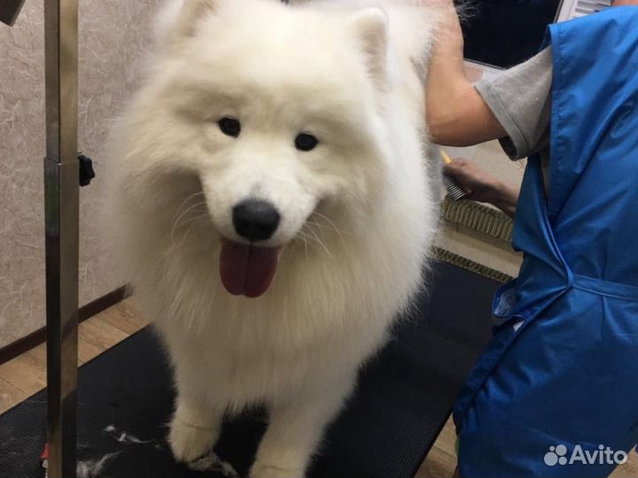 Груминг Профессиональный Стрижка Собак и Кошек