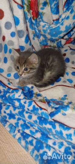Котята