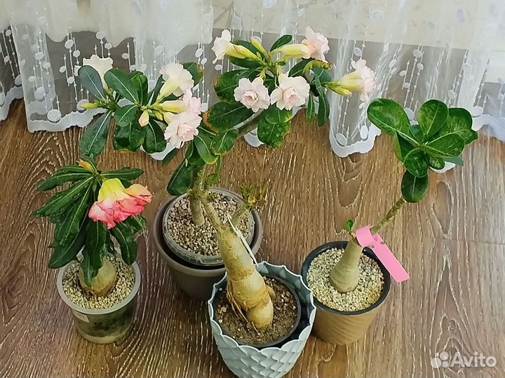 Адениумы набором