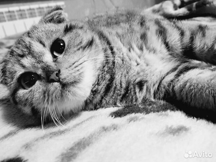 Шотландский (скоттиш-фолд) котик вязка