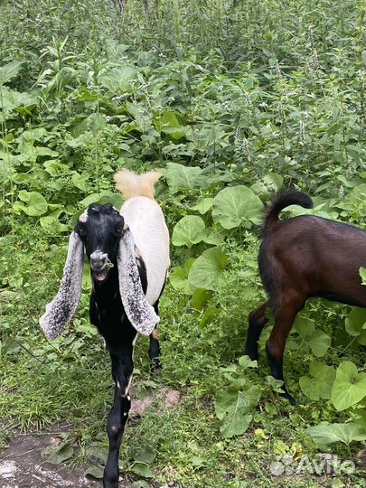 Козочки камори 75