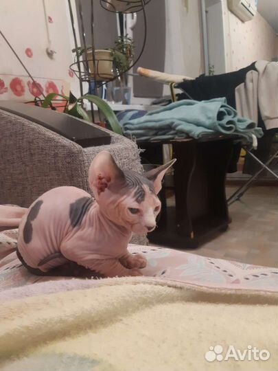 Канадский сфинкс котенок