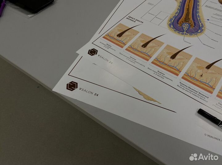 Плакат «Волосы человека»