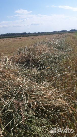 Сено ячменное, яровое