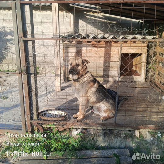Собака только в добрые руки отдам бесплатно