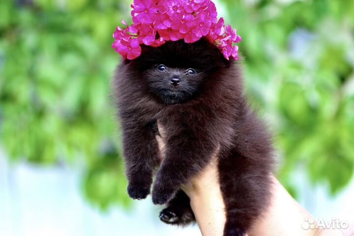 Жгучая красотка померанский шпиц