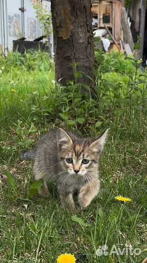 Котенок в добрые руки