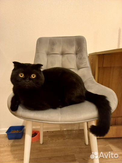 Кот для вязки