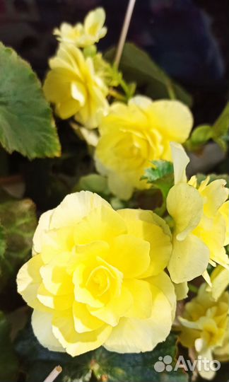 Бегония Элатиор,Шардоне