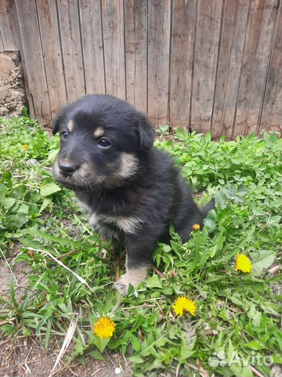 Щеночки в добрые руки