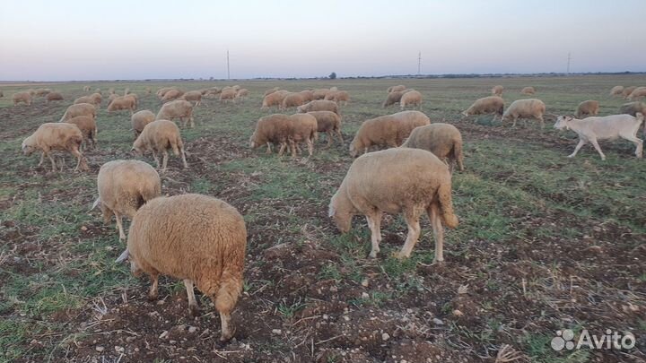 Овцы бараны