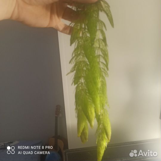 Роголистник