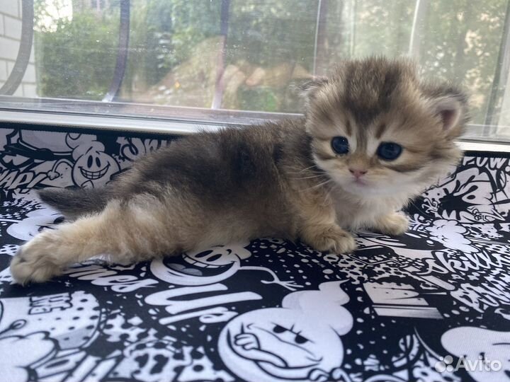 Котята, проды: золотая шиншилла