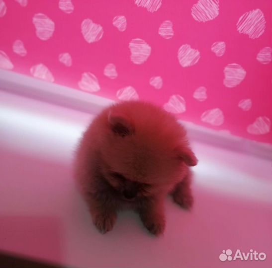 Детки шпица