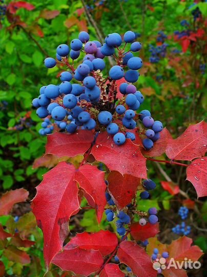 Магония Падуболистная, семена