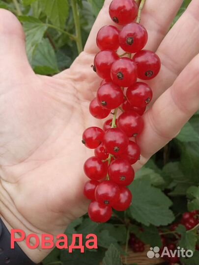 Саженцы смородины