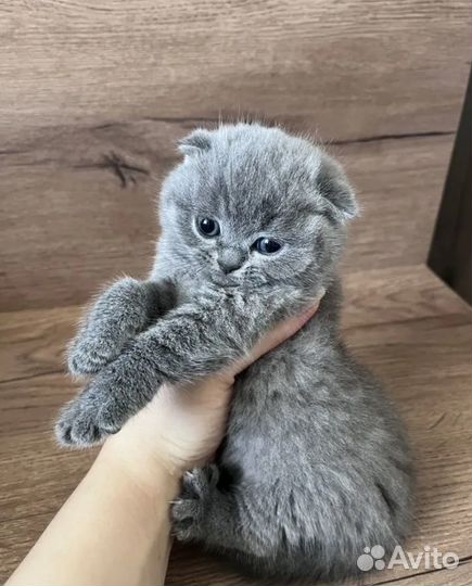 Шотландская вислоухая девочка