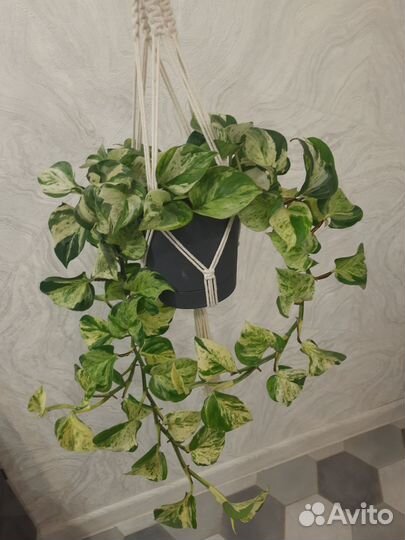 Сциндапсус хеппи лиф