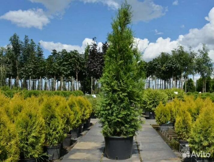 Туя Брабант