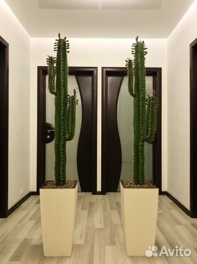 Кактус Новые