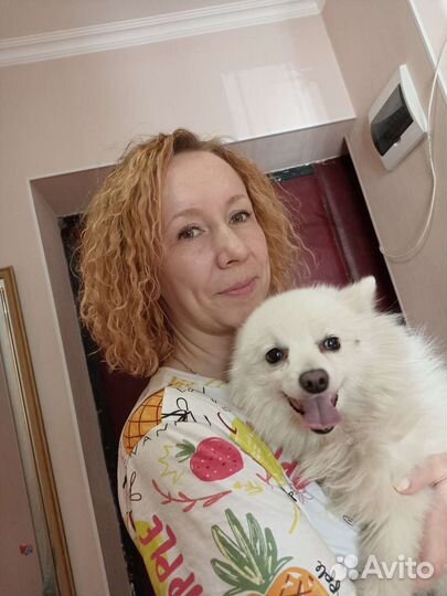 Передержка собак