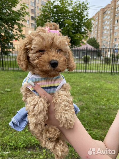 Мальтипу девочка-кокетка