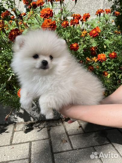 Щенки шпица