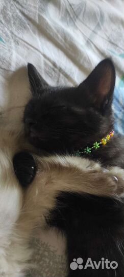 Кошечка девочка