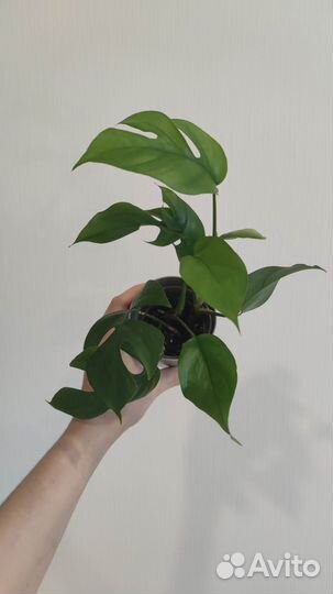 Рафидофора тетрасперма