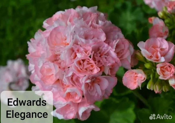 Пеларгония герань