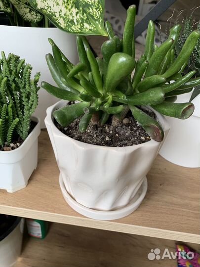 Суккуленты