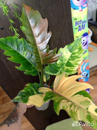 Карамель марбл