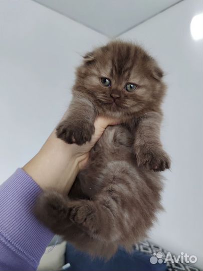 Шотландское счастье)