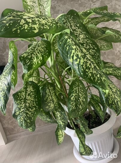 Диффенбахия