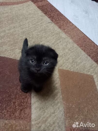 Котята скоттиш -фолд