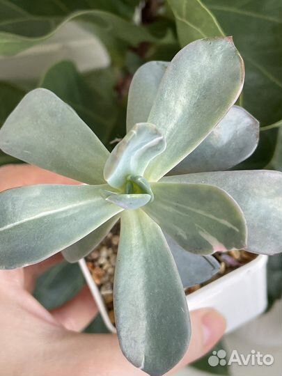 Суккуленты