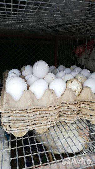 Куры Коралл ник