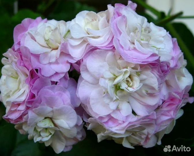 Пеларгония PAC Viva Carolina/ Пак Вива Каролина