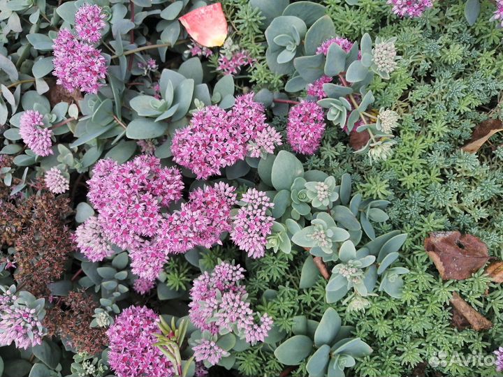 Очиток почвопокровный